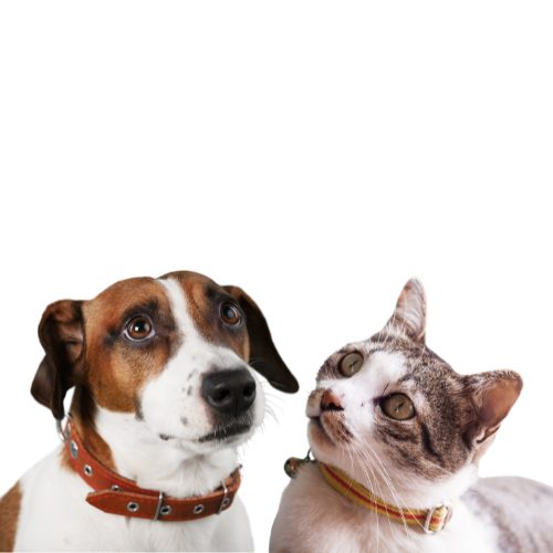 pet-collars